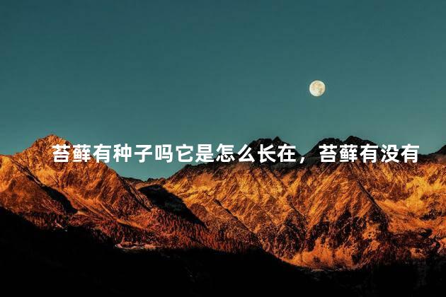 苔藓有种子吗它是怎么长在，苔藓有没有种子