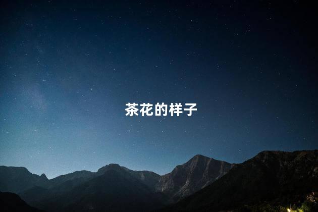 茶花的样子,茶花的样子怎么描述
