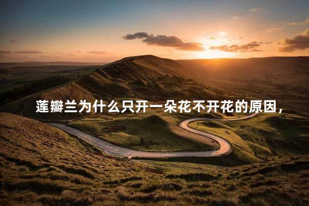 莲瓣兰为什么只开一朵花不开花的原因，莲瓣兰只开一朵花怎么回事