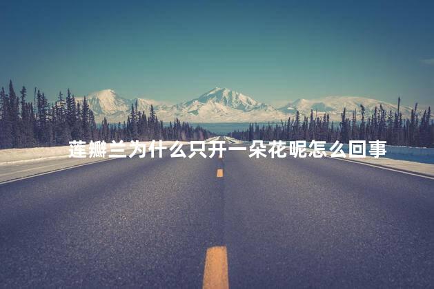 莲瓣兰为什么只开一朵花呢怎么回事，莲瓣兰只开一朵花的原因