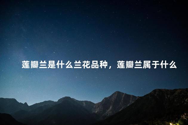 莲瓣兰是什么兰花品种，莲瓣兰属于什么兰