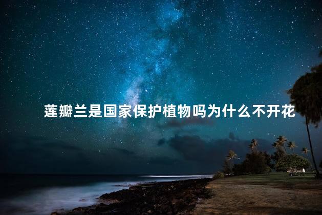 莲瓣兰是国家保护植物吗为什么不开花，莲瓣兰是不是国家保护植物
