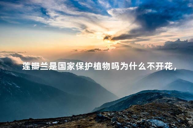 莲瓣兰是国家保护植物吗为什么不开花，莲瓣兰是不是国家保护植物