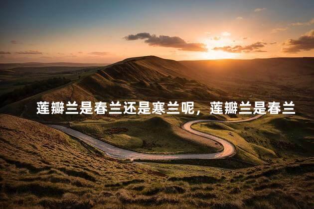 莲瓣兰是春兰还是寒兰呢，莲瓣兰是春兰吗