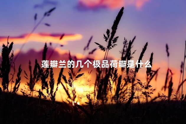 莲瓣兰的几个极品荷瓣是什么，莲瓣兰的几个极品荷瓣叫什么