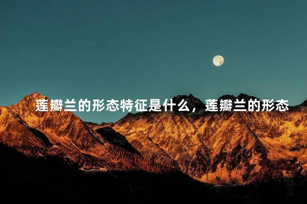 莲瓣兰的形态特征是什么，莲瓣兰的形态特征有哪些