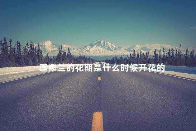 莲瓣兰的花期是什么时候开花的，莲瓣兰几月开花期