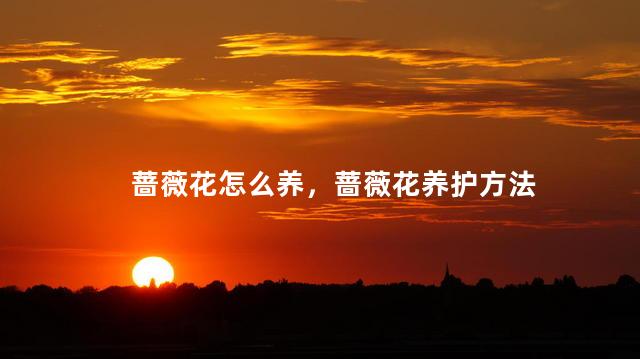 蔷薇花怎么养，蔷薇花养护方法