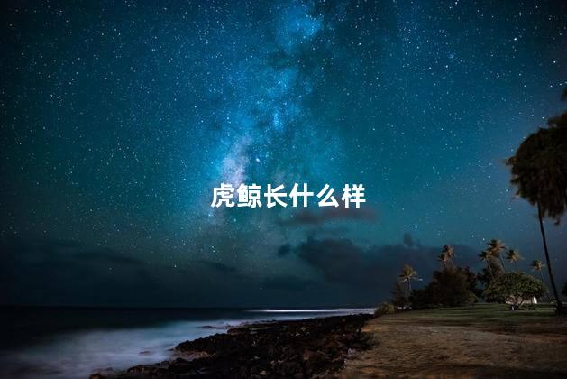 虎鲸长什么样，虎鲸是什么样子