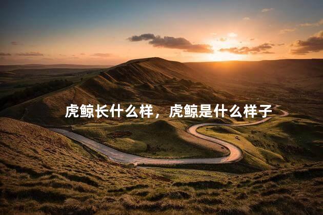 虎鲸长什么样，虎鲸是什么样子