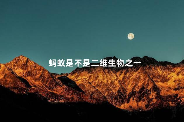 蚂蚁是不是二维生物之一，蚂蚁是二维生物吗