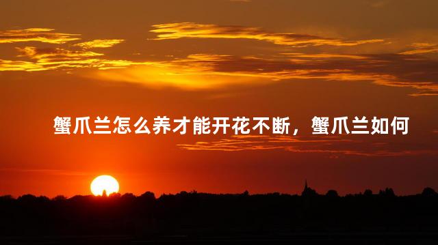 蟹爪兰怎么养才能开花不断，蟹爪兰如何养护可以花期不断