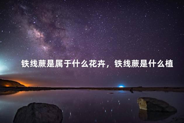 铁线蕨是属于什么花卉，铁线蕨是什么植物