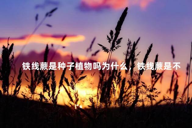 铁线蕨是种子植物吗为什么，铁线蕨是不是种子植物