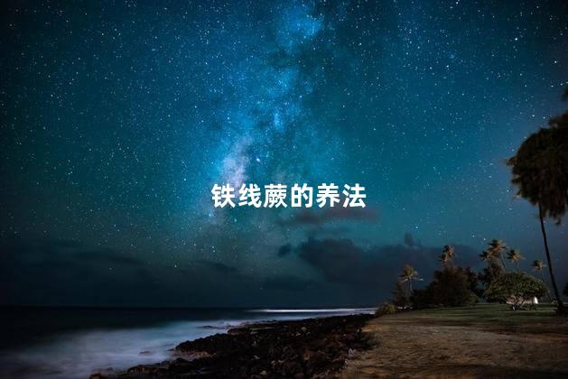 铁线蕨的养法，铁线蕨怎么养