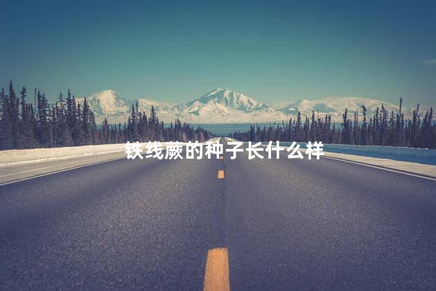 铁线蕨的种子长什么样，铁线蕨的种子长啥样