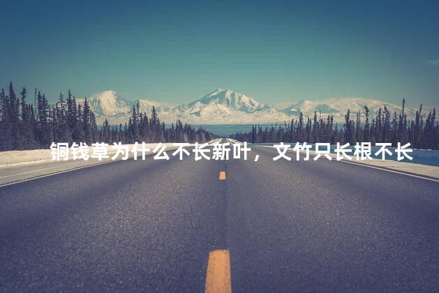 铜钱草为什么不长新叶，文竹只长根不长叶
