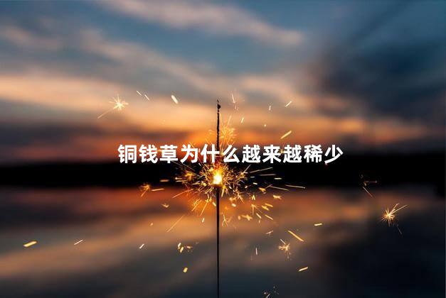 铜钱草为什么越来越稀少，为什么铜钱草长得乱七八糟