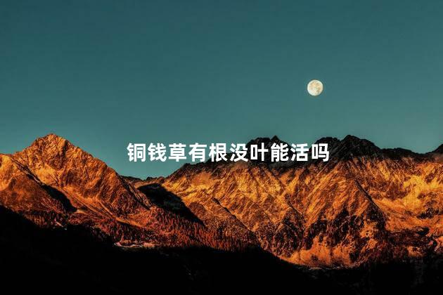 铜钱草有根没叶能活吗，铜钱草有根没叶能不能存活