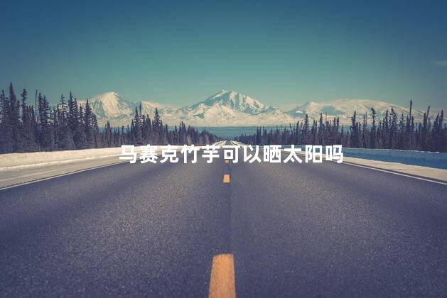 马赛克竹芋可以晒太阳吗，马赛克竹芋能不能晒太阳