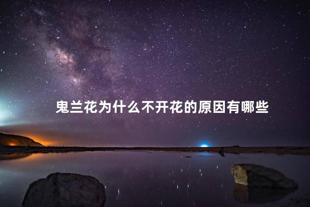鬼兰花为什么不开花的原因有哪些，鬼兰花为什么不开花