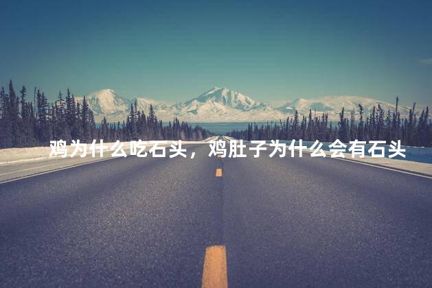 鸡为什么吃石头，鸡肚子为什么会有石头