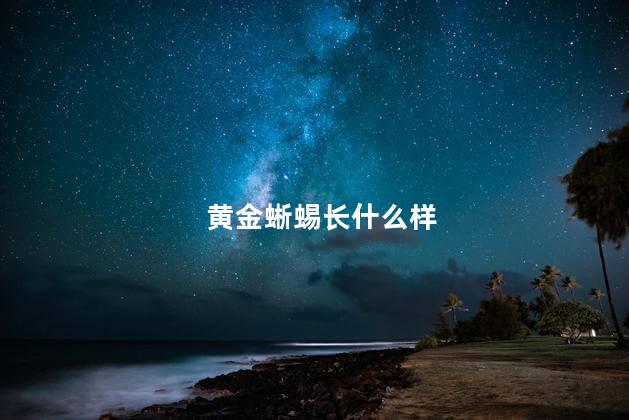 黄金蜥蜴长什么样，蜥蜴有什么寓意