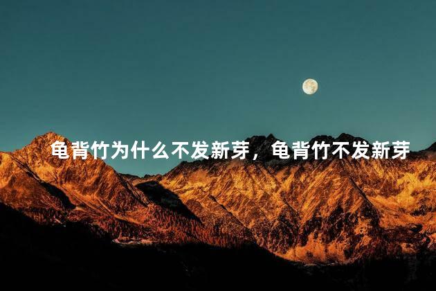 龟背竹为什么不发新芽，龟背竹不发新芽是怎么回事