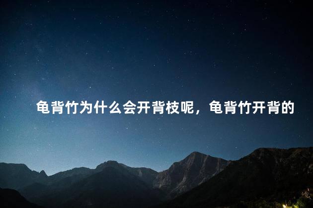 龟背竹为什么会开背枝呢，龟背竹开背的原因