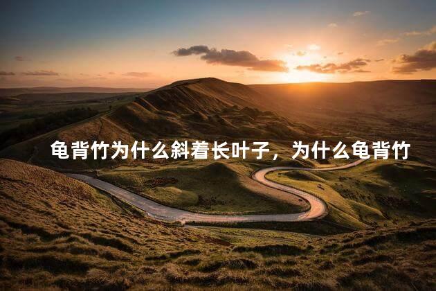 龟背竹为什么斜着长叶子，为什么龟背竹歪着长