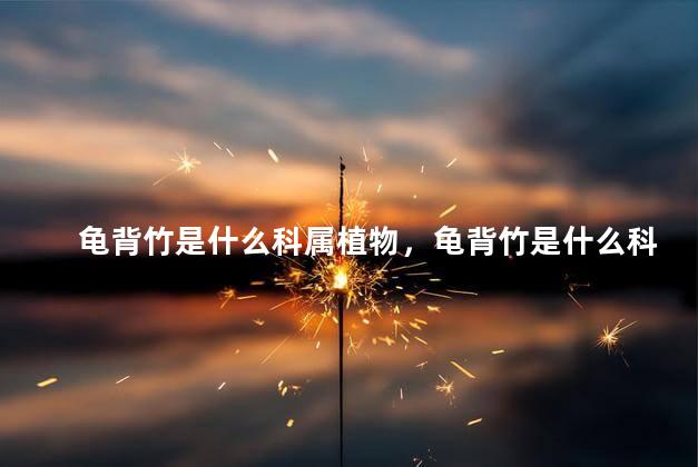 龟背竹是什么科属植物，龟背竹是什么科属植物类