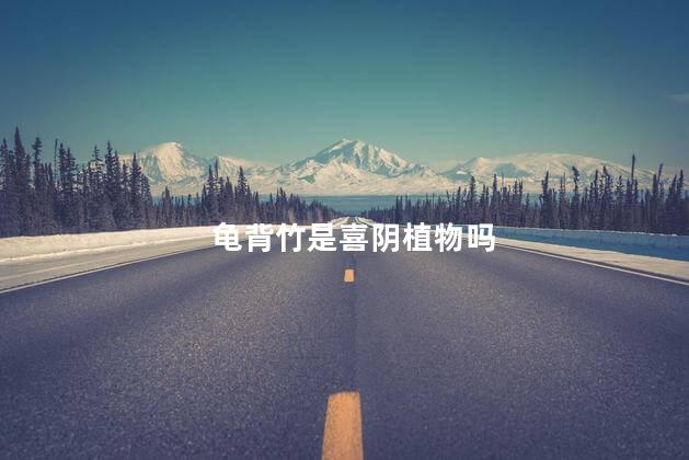 龟背竹是喜阴植物吗，龟背竹是不是喜阴植物